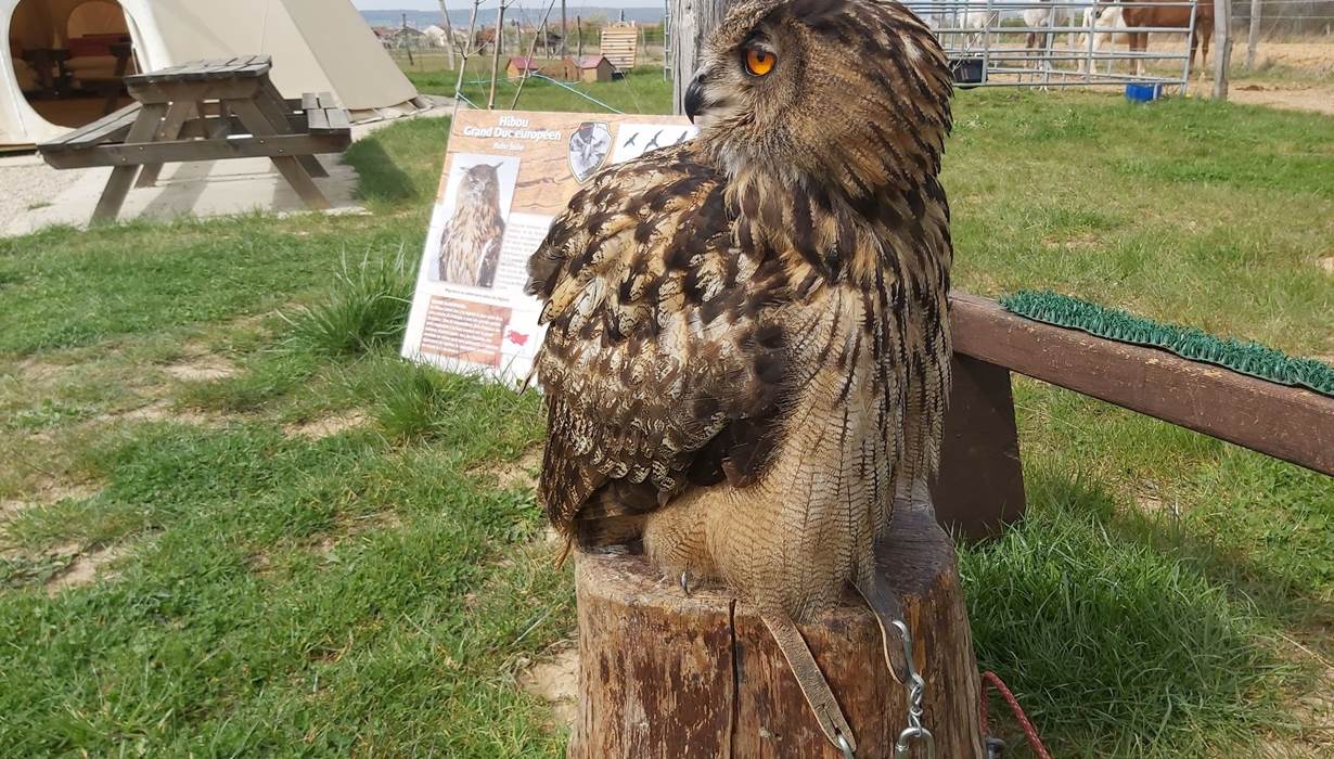 hibou_tipi