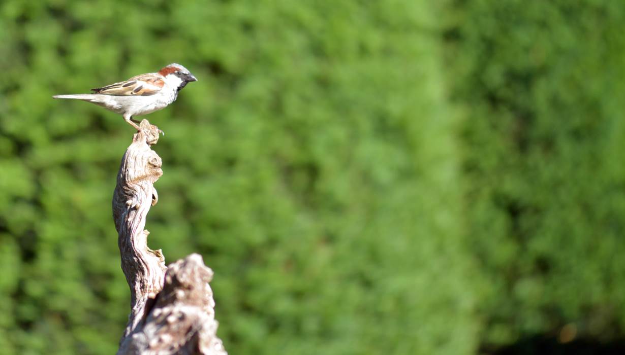 Insolites Chimay jardin 03