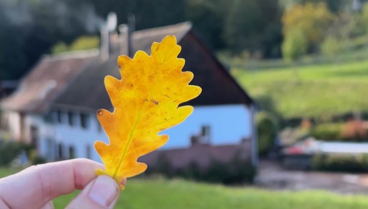 feuille de chene Casa Mypi