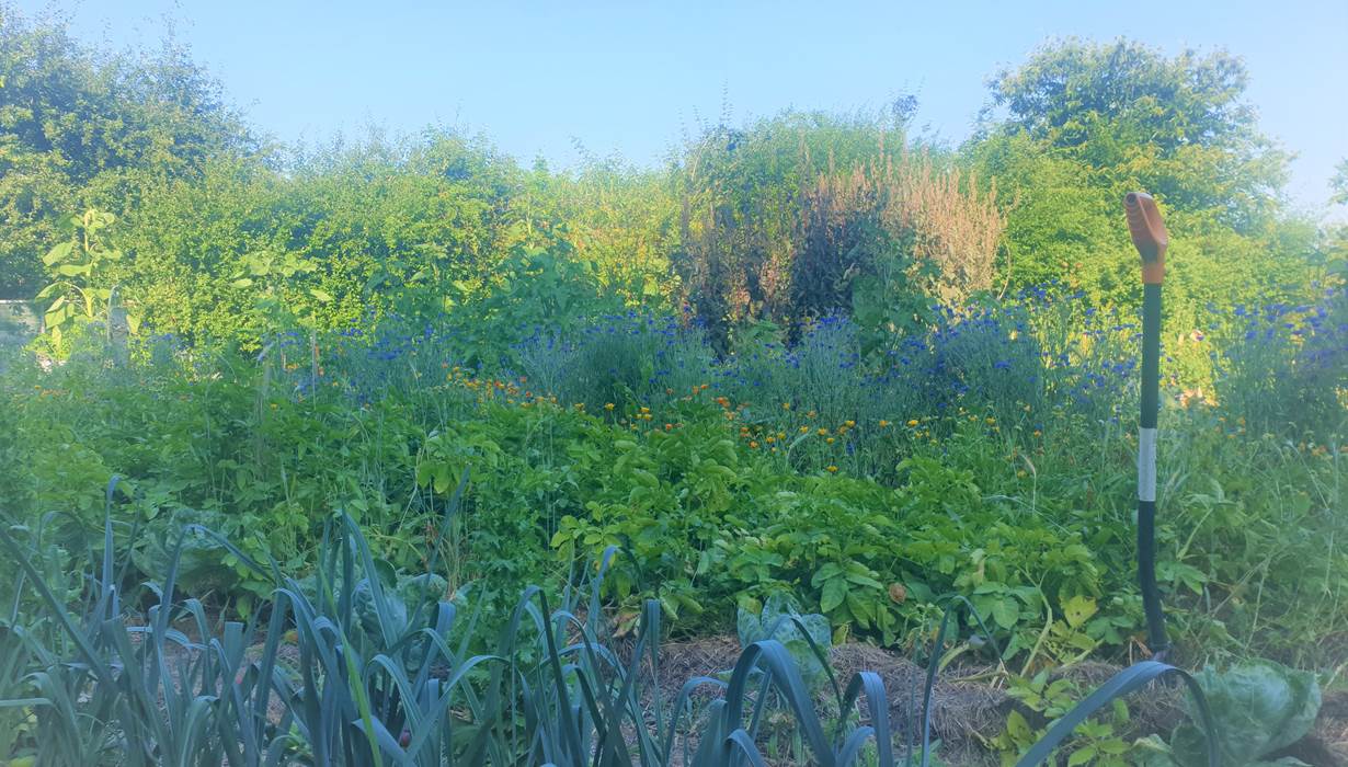 moestuin1