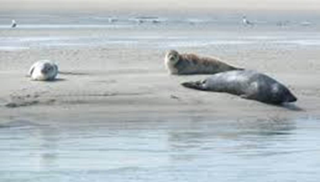 Phoques Berck plage - Location de vélos Berck -