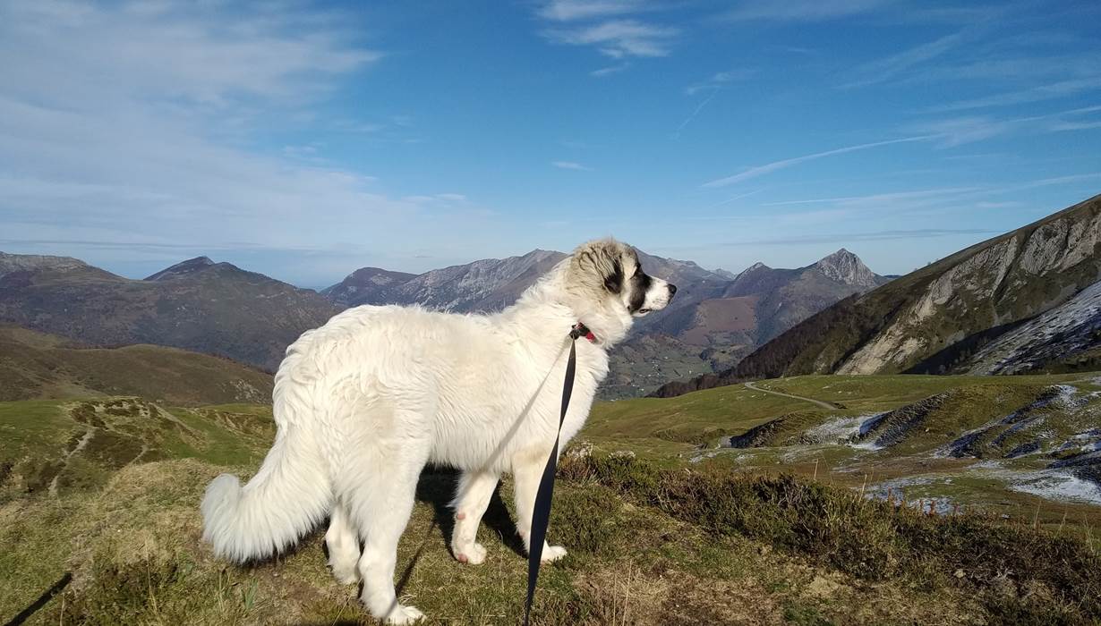 Notre chienne Tralhà au plateau du Bénou.
