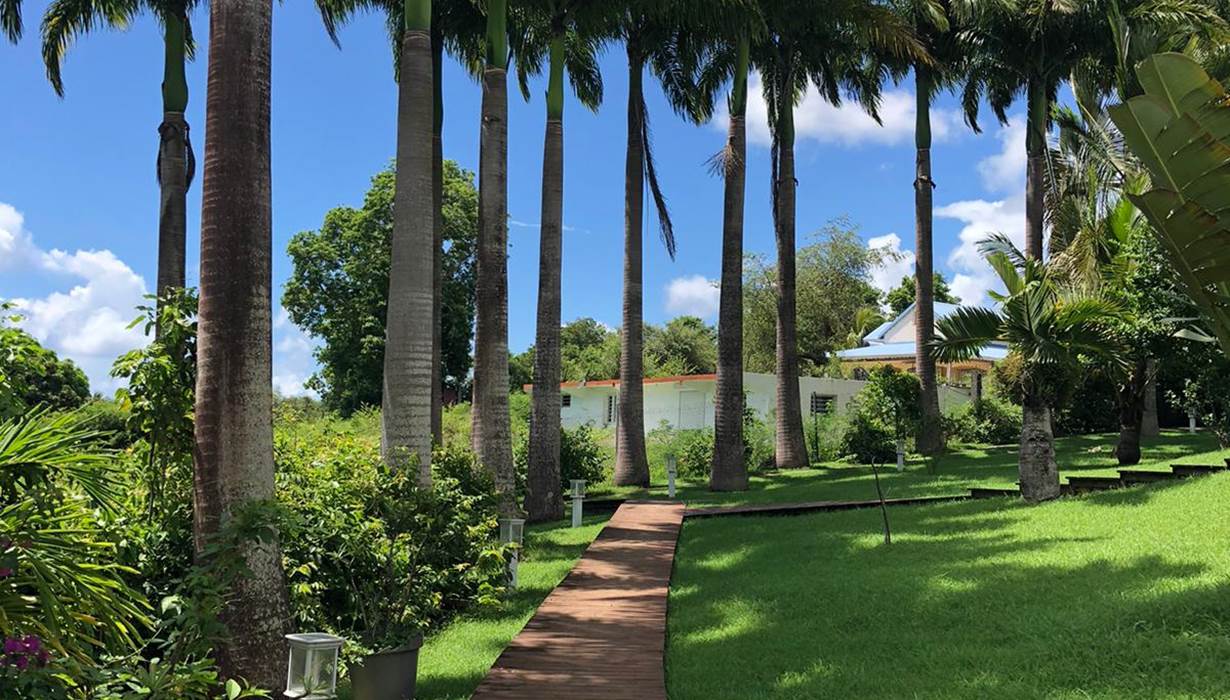 Allee-des-palmiers-royaux-jardin-tropical-nature-depaysement-l-or-des-caraibes
