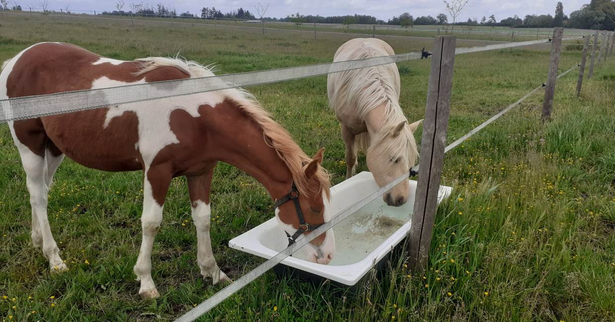 Domaine du Gué du Roi Héberger son Cheval au Pré