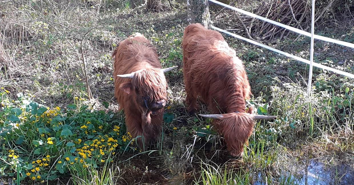 Domaine du Gué du Roi Observer les Vaches