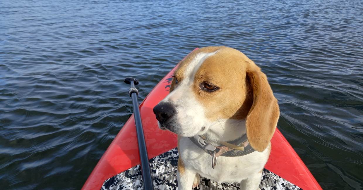 Ballade en Sup au lac avec Idris