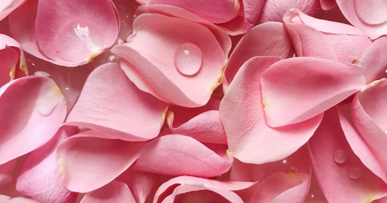 PETALES DE ROSES