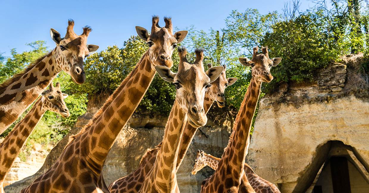 5-Girafes © Bioparc - S. Gaudard