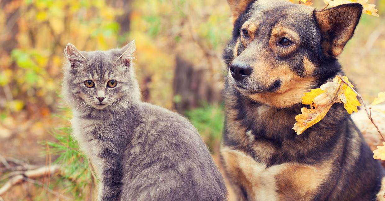 IMAGE ANIMAUX DE COMPAGNIE ELLOHA 2