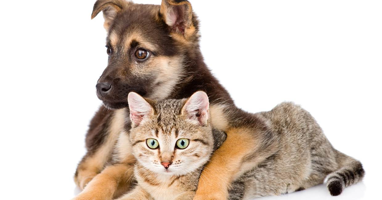 domainedepelouaille_chien chat