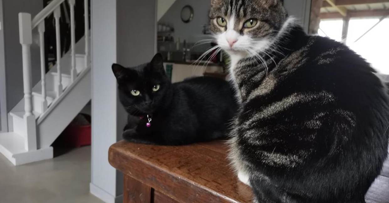 AR-LITORIENN-Chambre-d'Hôte-à-Paimpont-animaux-de-compagnie