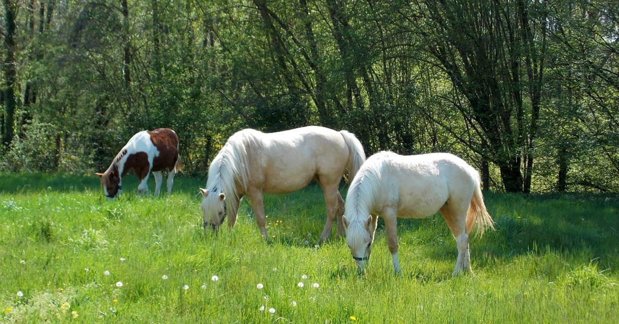 Domaine du Gué du Roi Nourrir les Chevaux