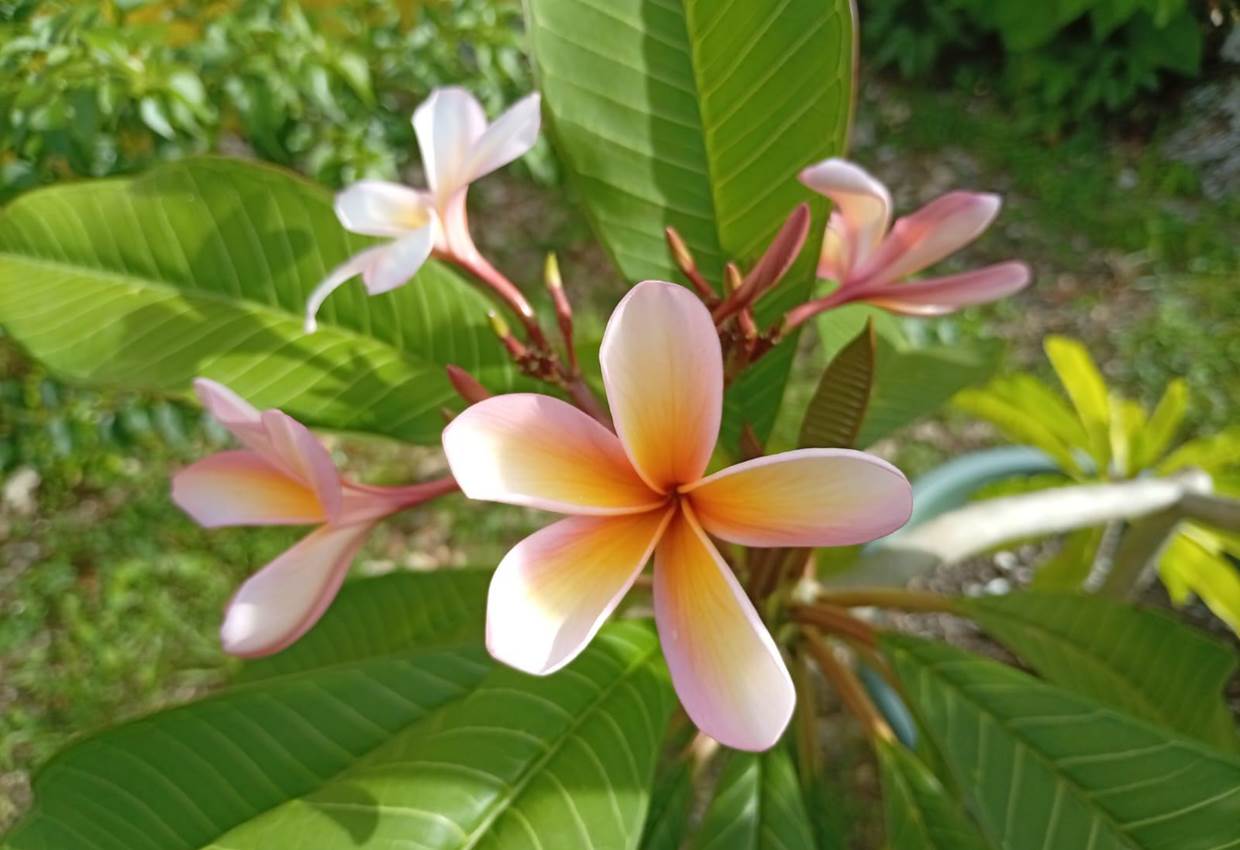 Gite-Cocotier-jardin-flore-guadeloupe-sainte-anne