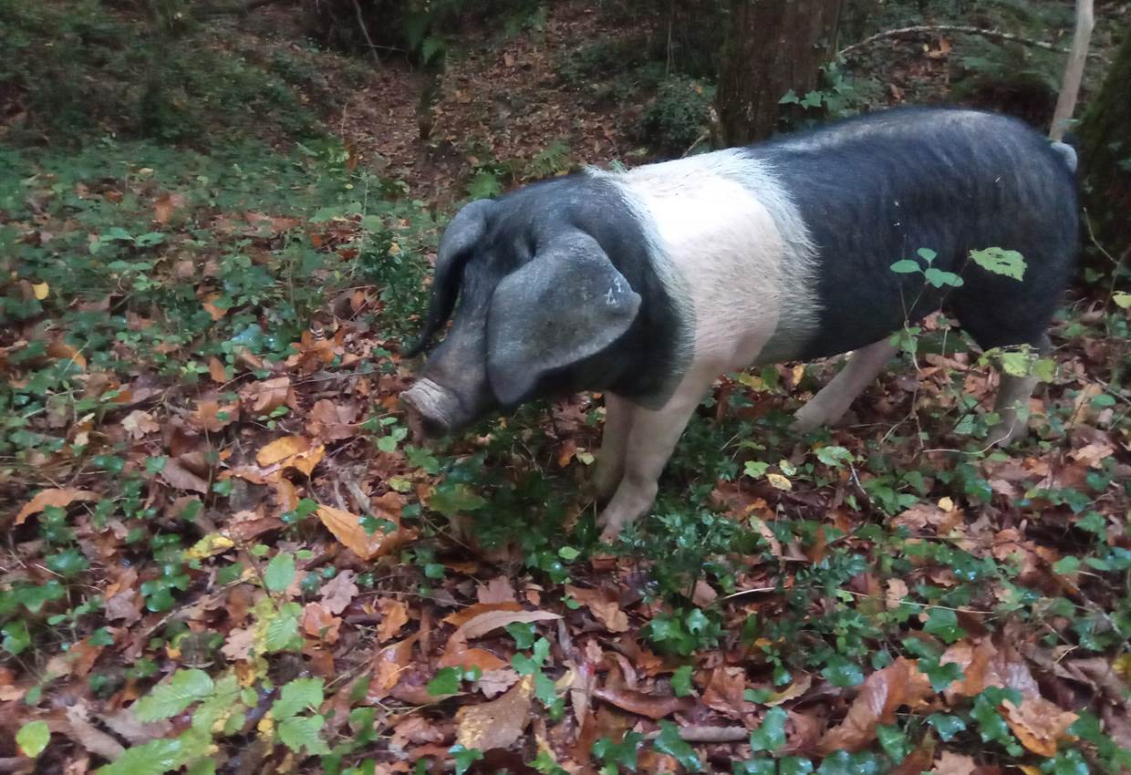 Maison Manechal tous les animaux sont bienvenue