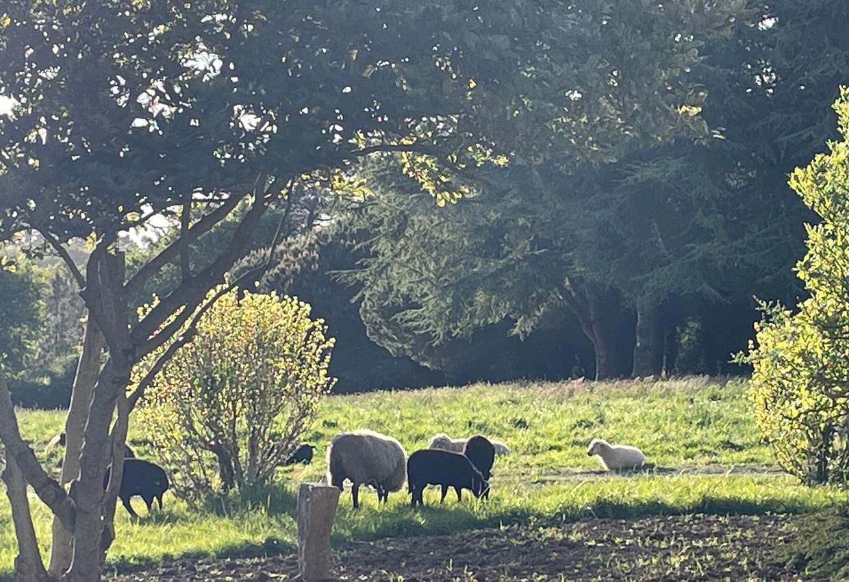 Moutons dans le parc le soir
