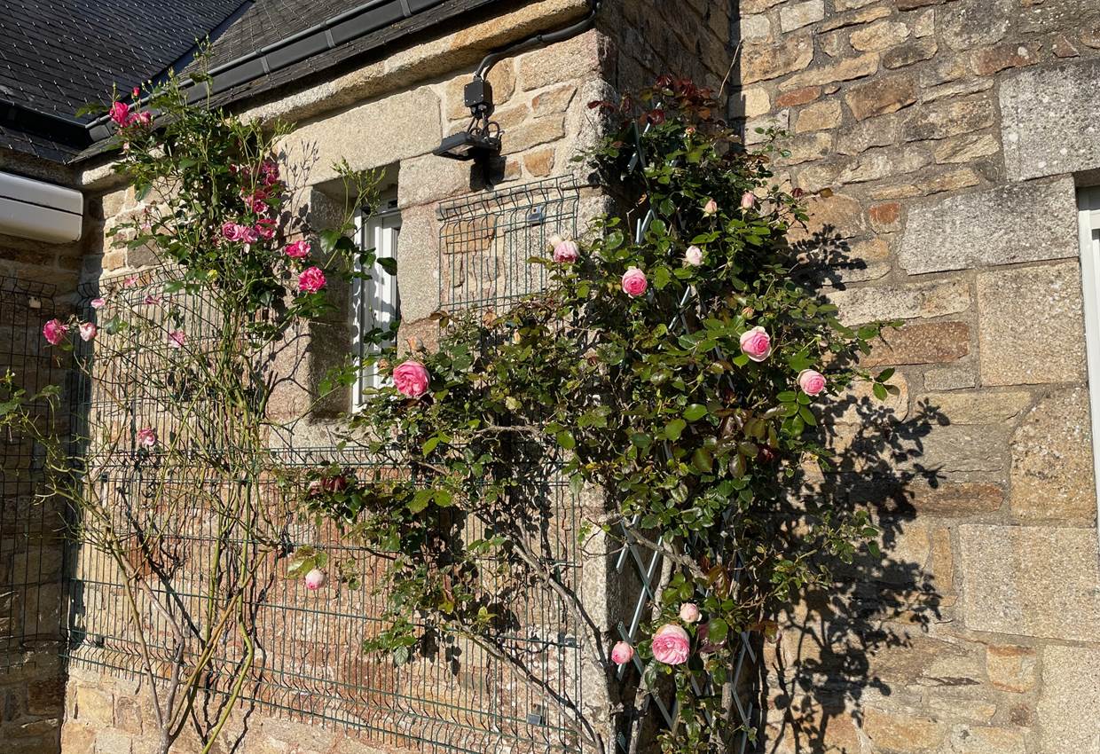 Rosier sur la terrasse