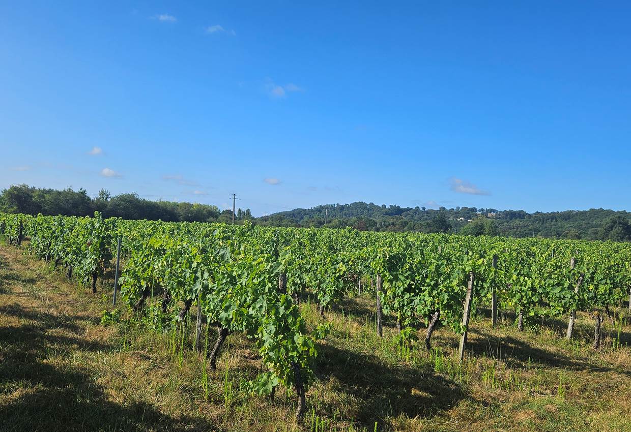 Vignoble