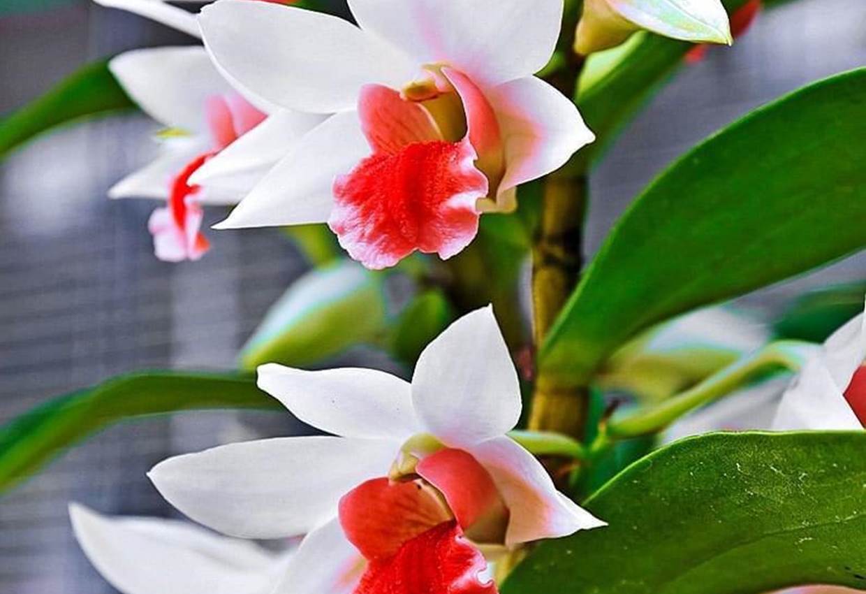 Gite-Cocotier-jardin-flore-guadeloupe-sainte-anne