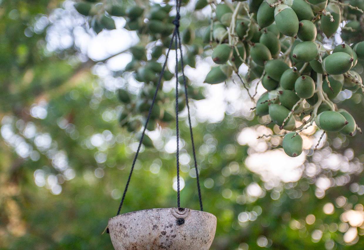 Gite-Cocotier-jardin-flore-guadeloupe-sainte-anne