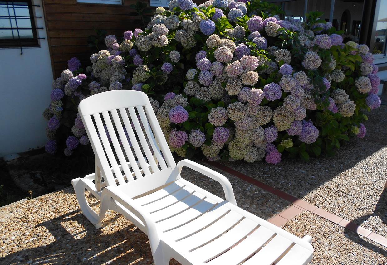 Hortansias