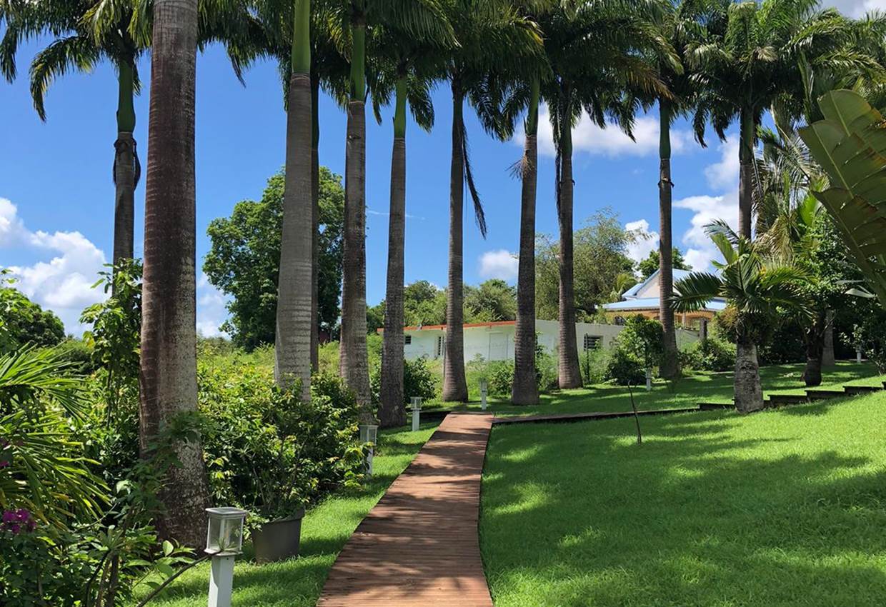 A-l-ombre-des-palmiers-royaux-jardin-l'or-des-caraibes