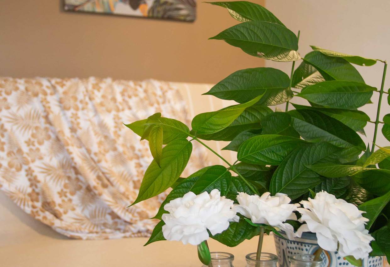 Gite-Cocotier-salon-repos-detente