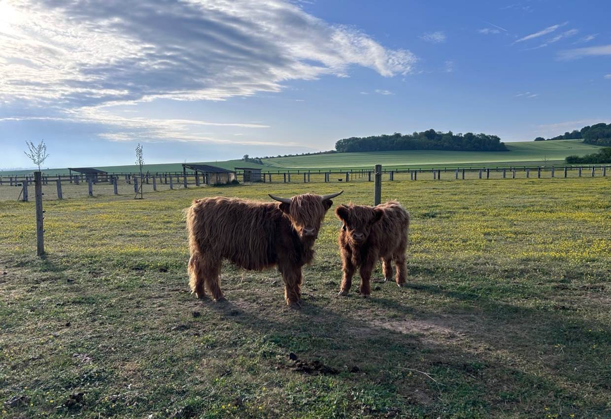 Vaches Highland
