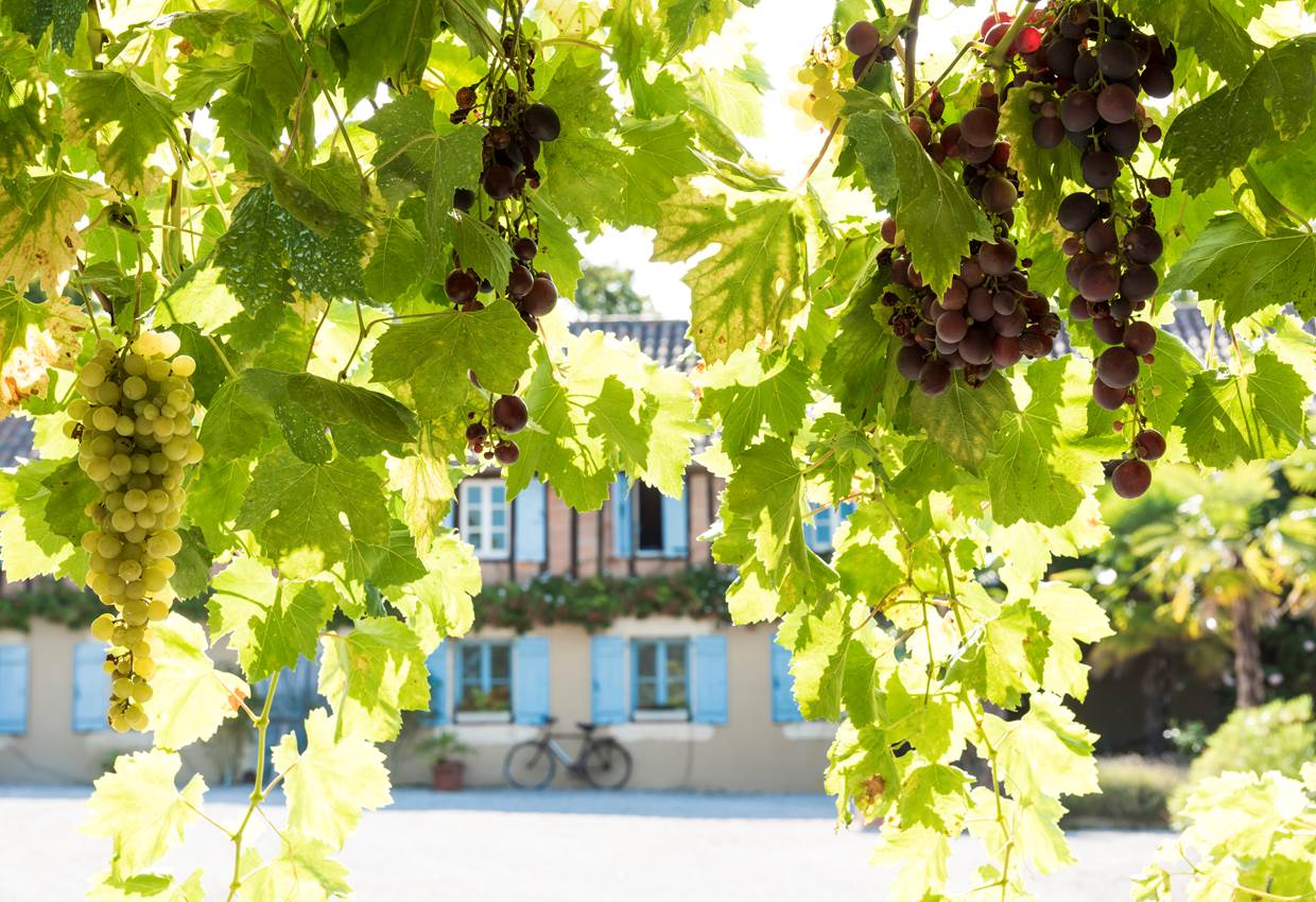 Maison Manechal et ses vignes