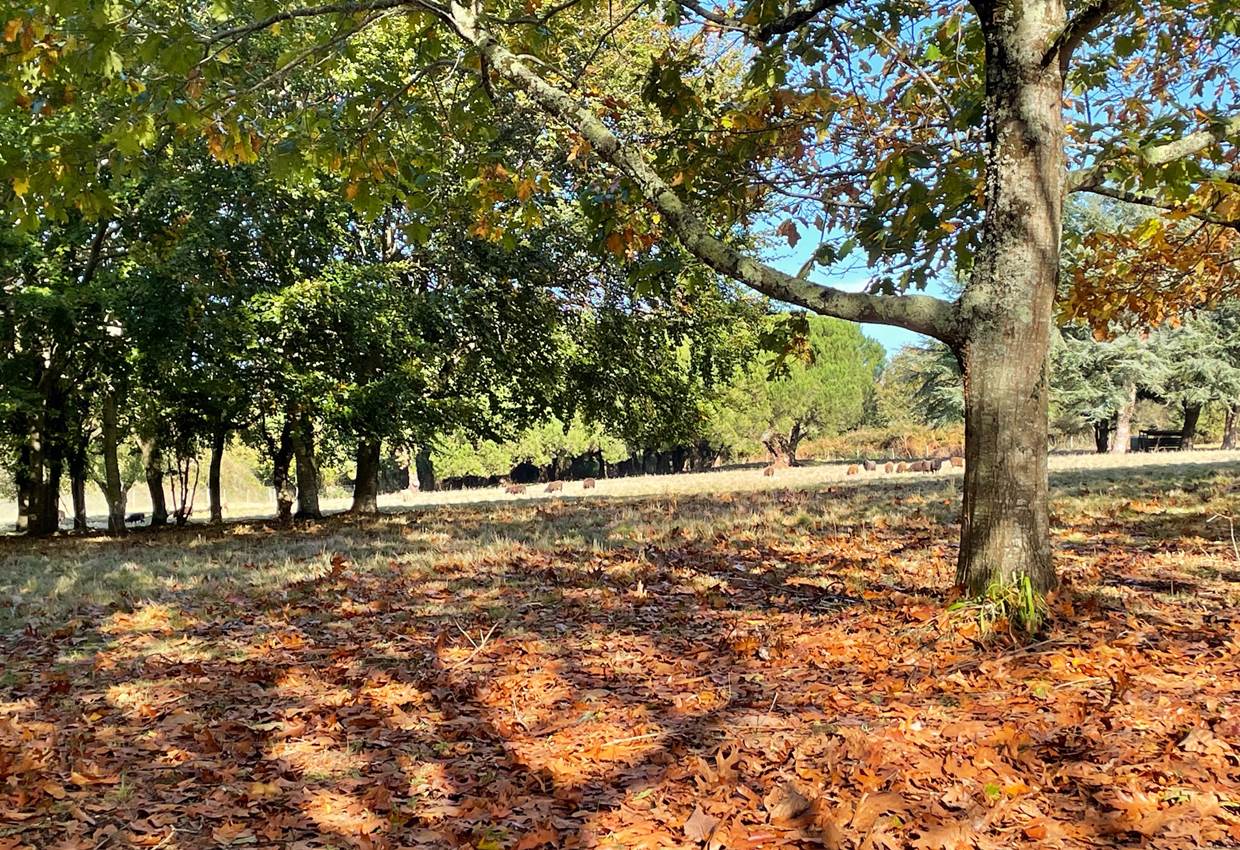 maison-vacances_bretagnesud_morbihan_nature_parc