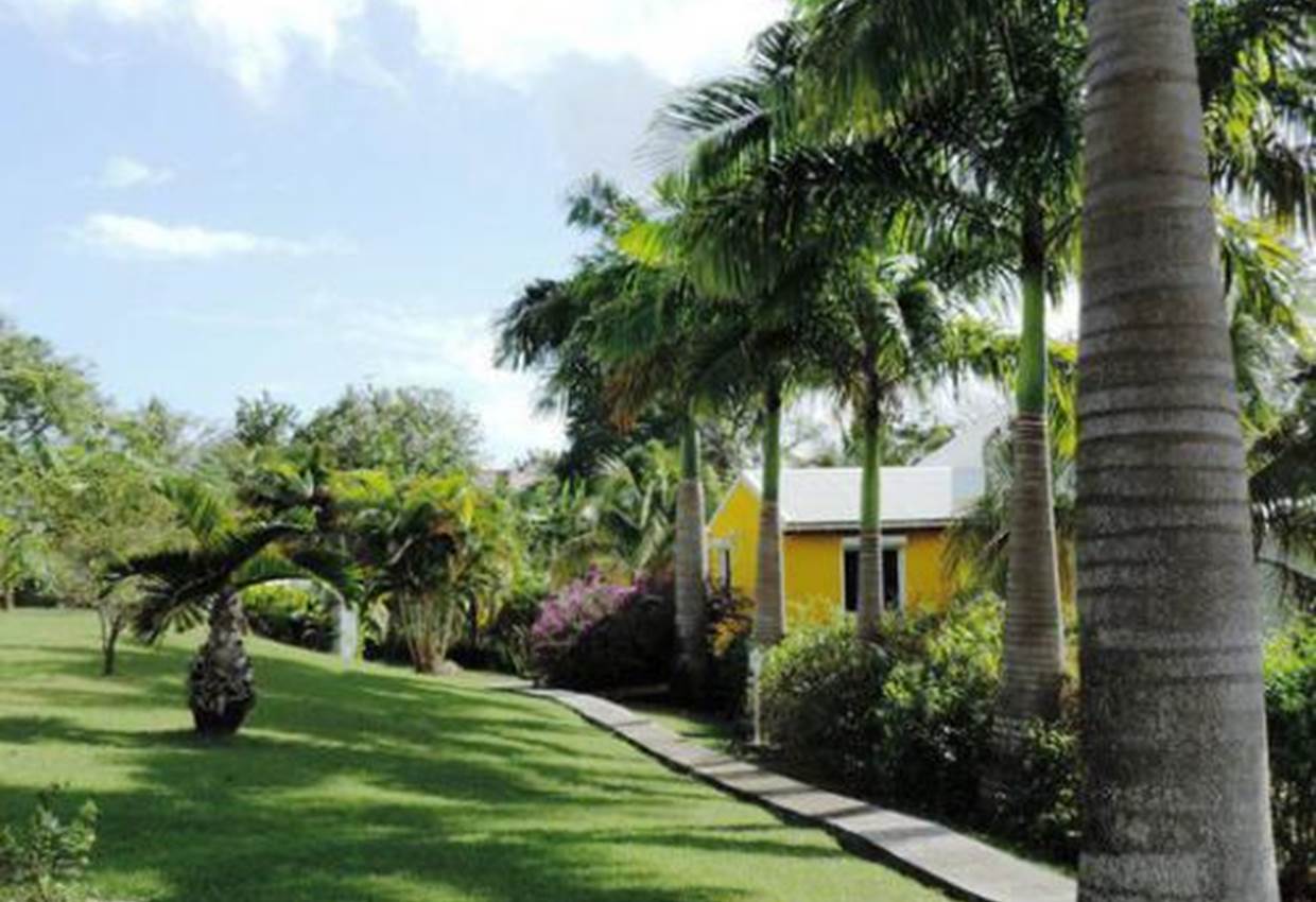 A-l-ombre-des-palmiers-royaux-jardin-l'or-des-caraibes