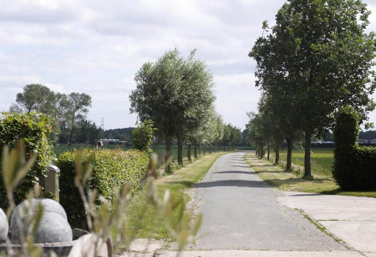 Oprijlaan met wilgenbomen 