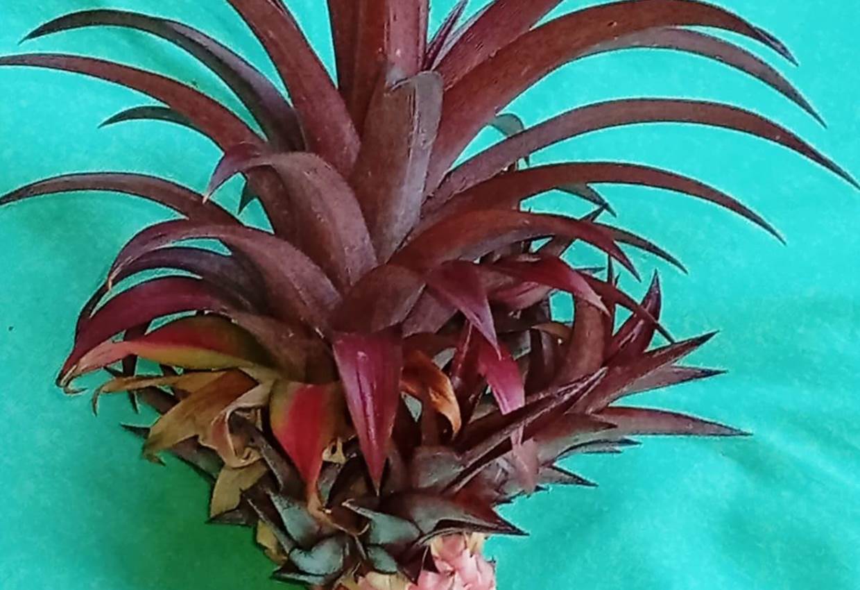 Gite-Bananier-ananas-tropical-guadeloupe-sainte-anne