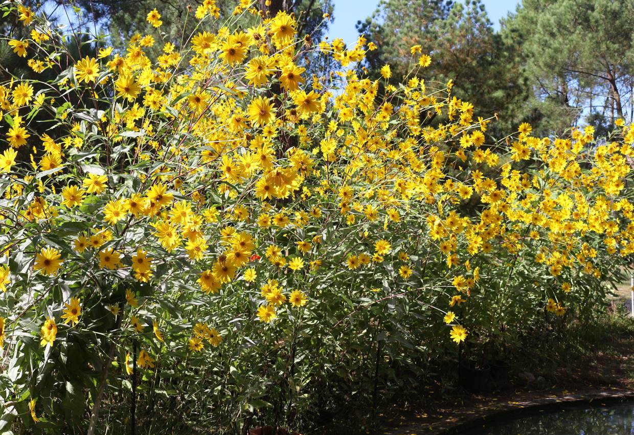 Tournesols