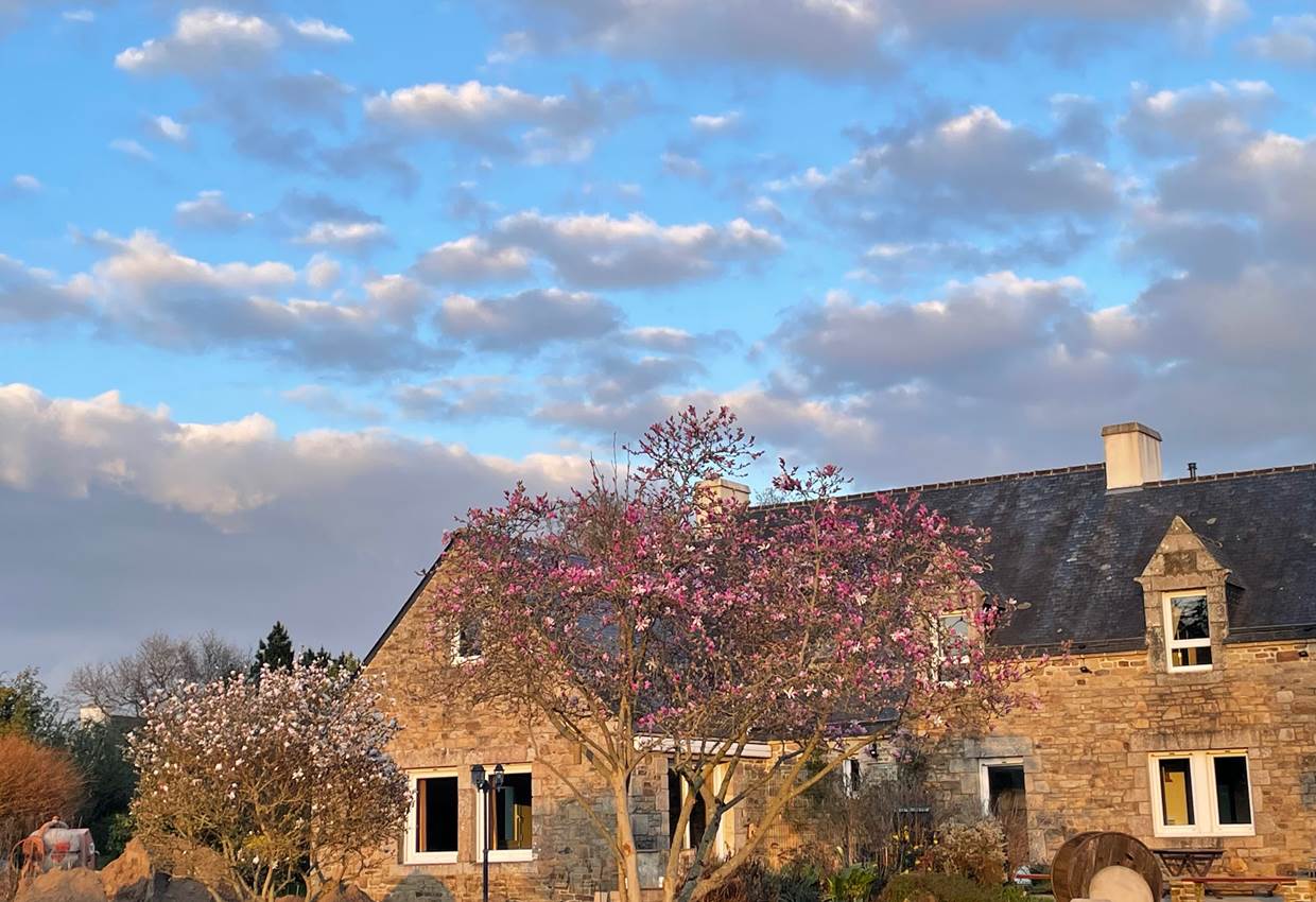 Arbres en fleurs coucher du soleil