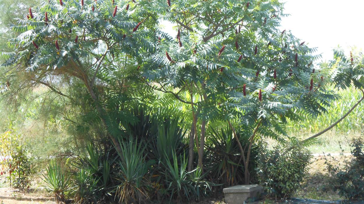 Jardin