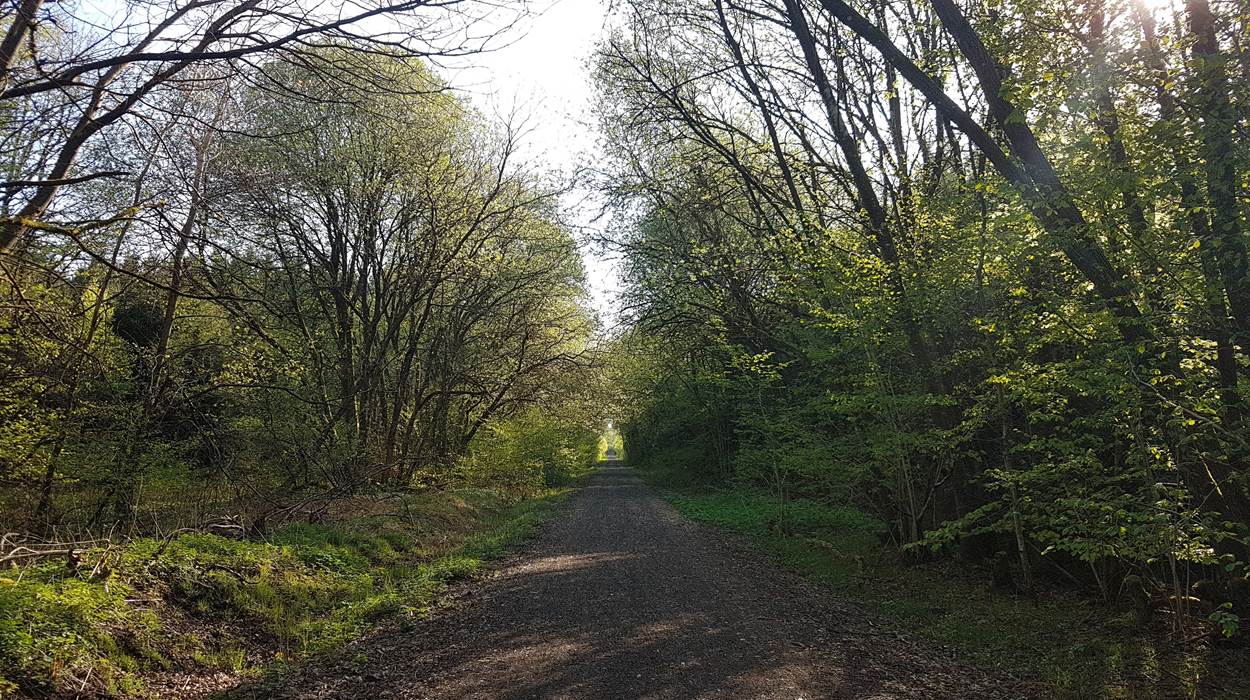La forêt et le pré-Ravel à proximité