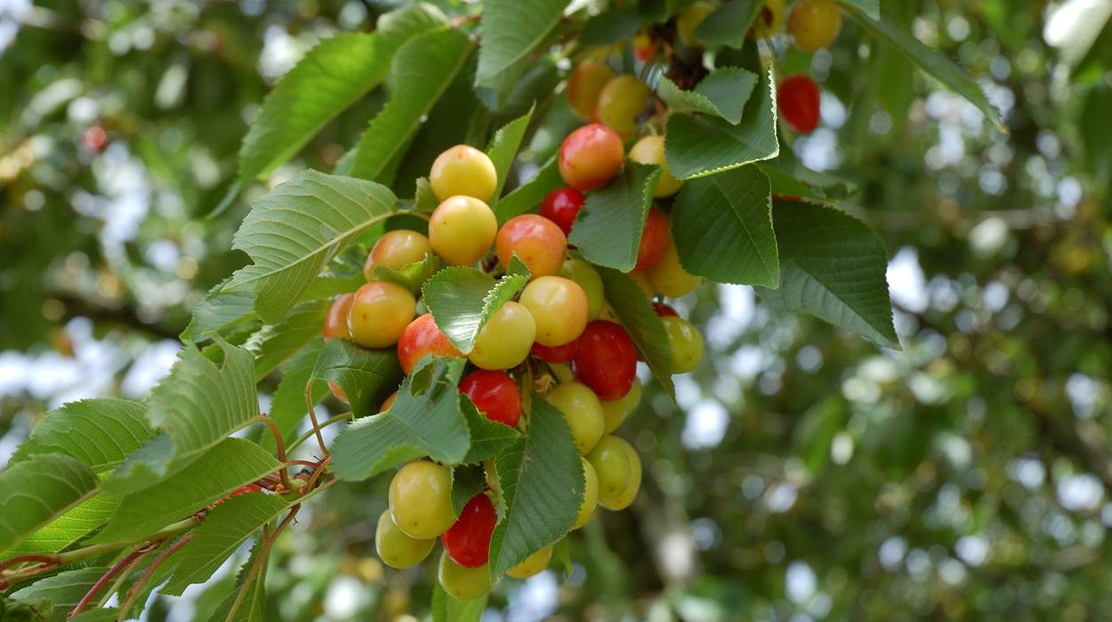 Cerises