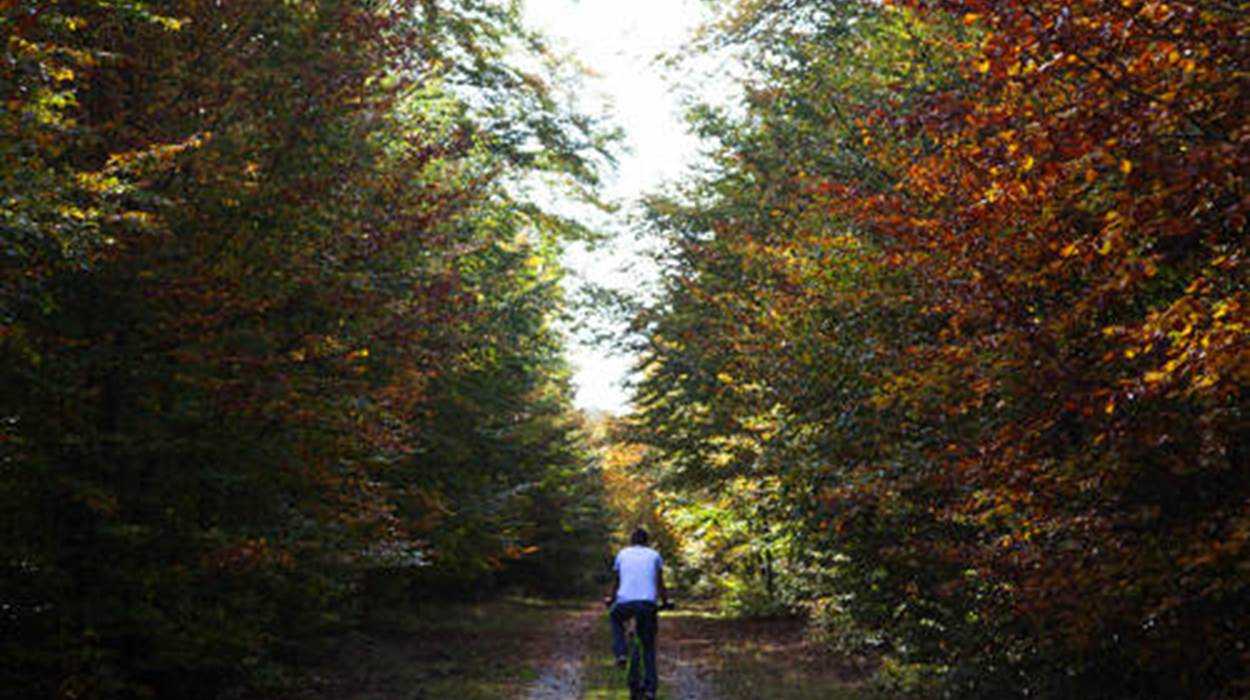 Parc naturel de la forêt d'Anlier et de la Haute Sûre