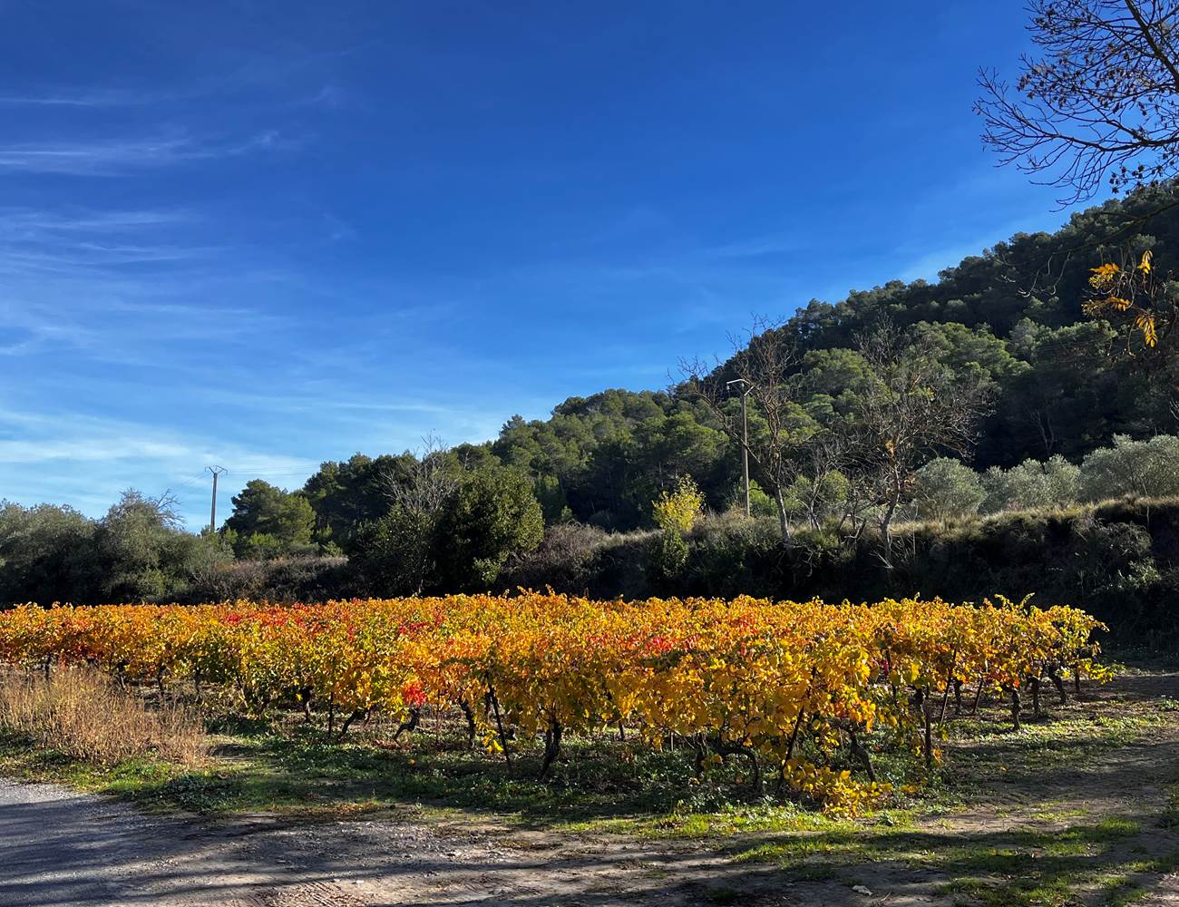 les vignes en automne-photo-news