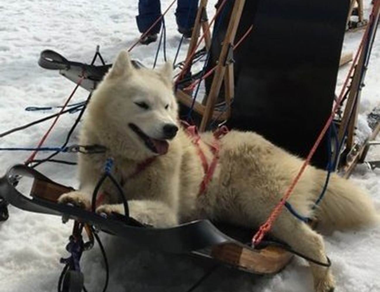 Chiens de traîneaux