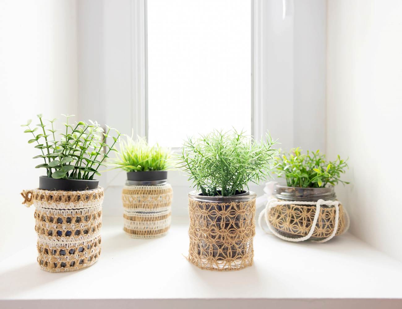 petites plantes-photo-gallery