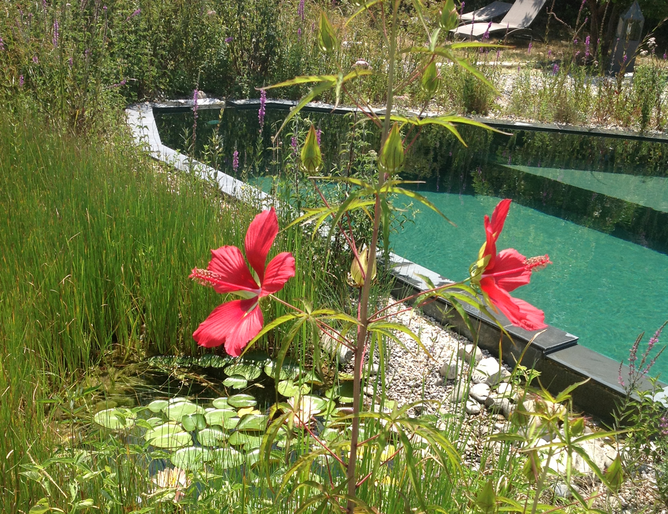 hibiscus d'eau villa les hespérides à grimaud golfe de saint-tropez