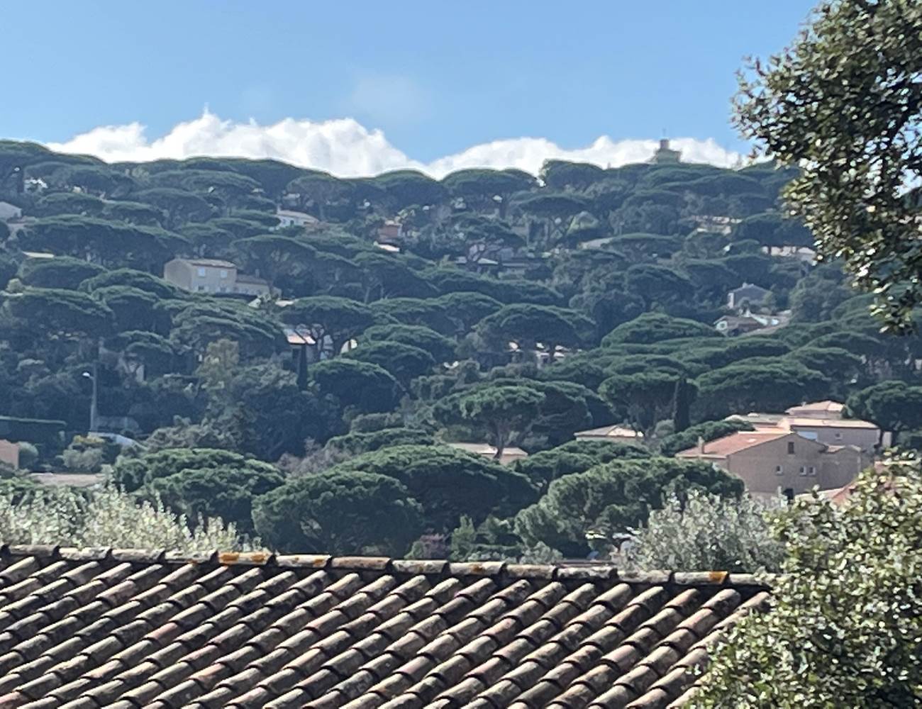 View of mountain from the Garden-photo-gallery