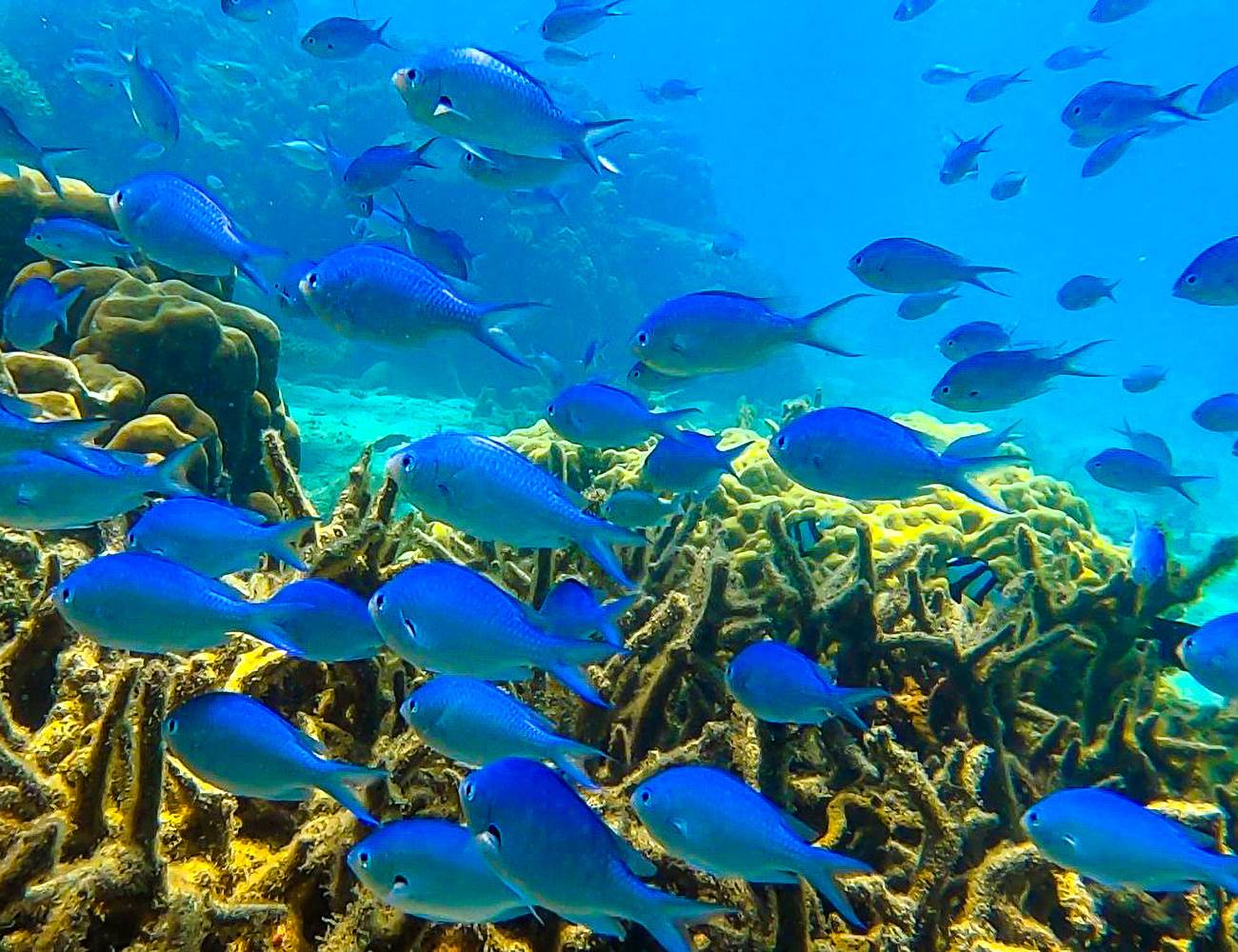 Trésor sous-marine de Nosy Be-photo-news