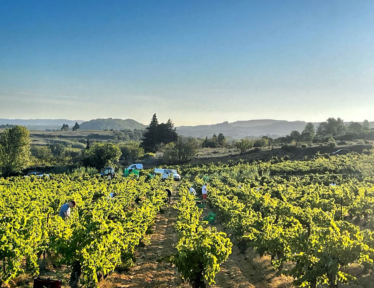 vendanges manuelles du grenache-photo-news