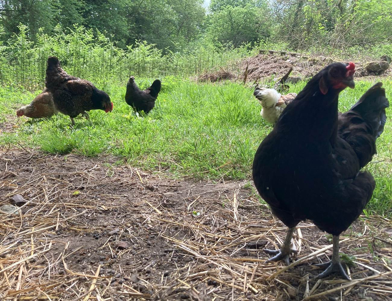 nos 5 poules dans leur enclos