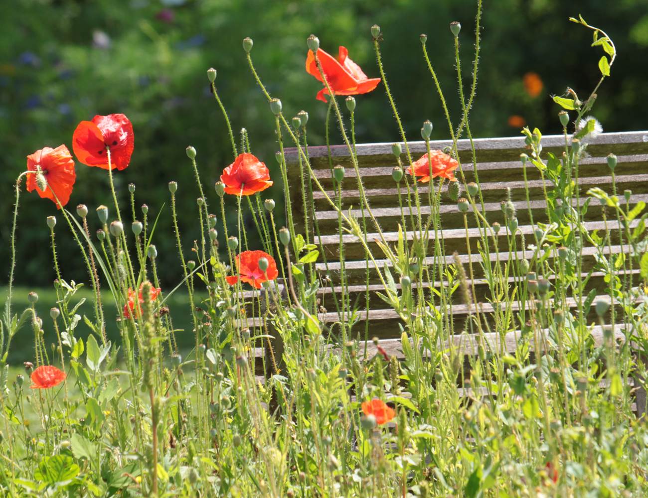 bal de coquelicots au printemps jusqu'en été