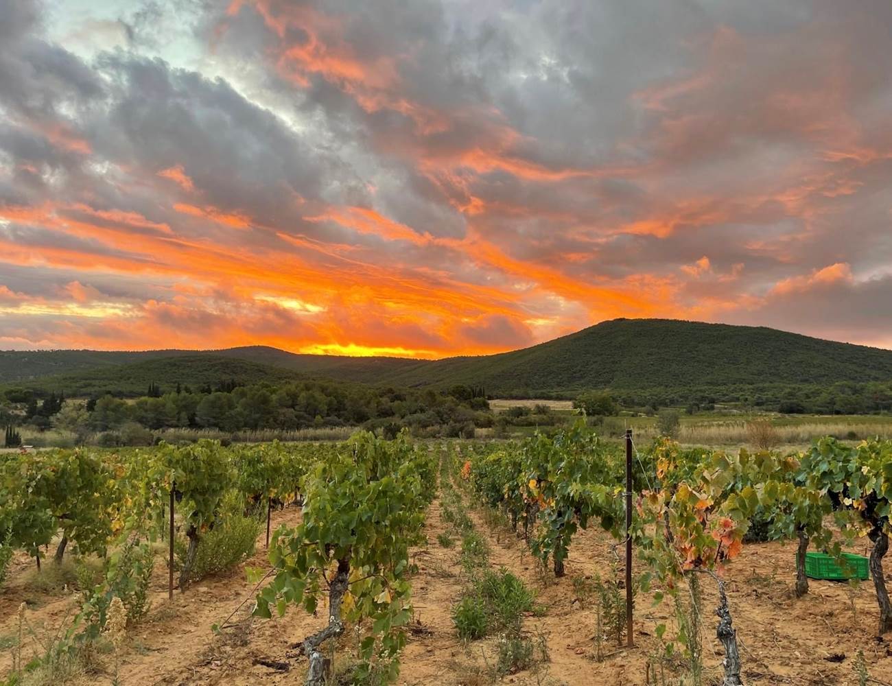 lever de soleil à la vigne-photo-news
