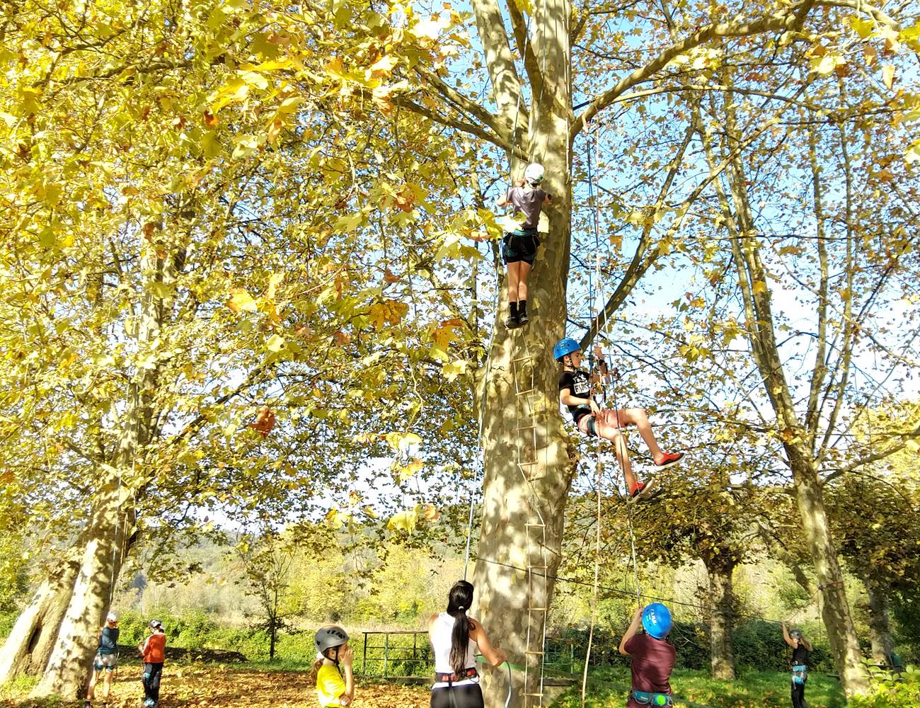 Escalade dans les arbres Pau  Pyrénées Atlantiques-photo-gallery