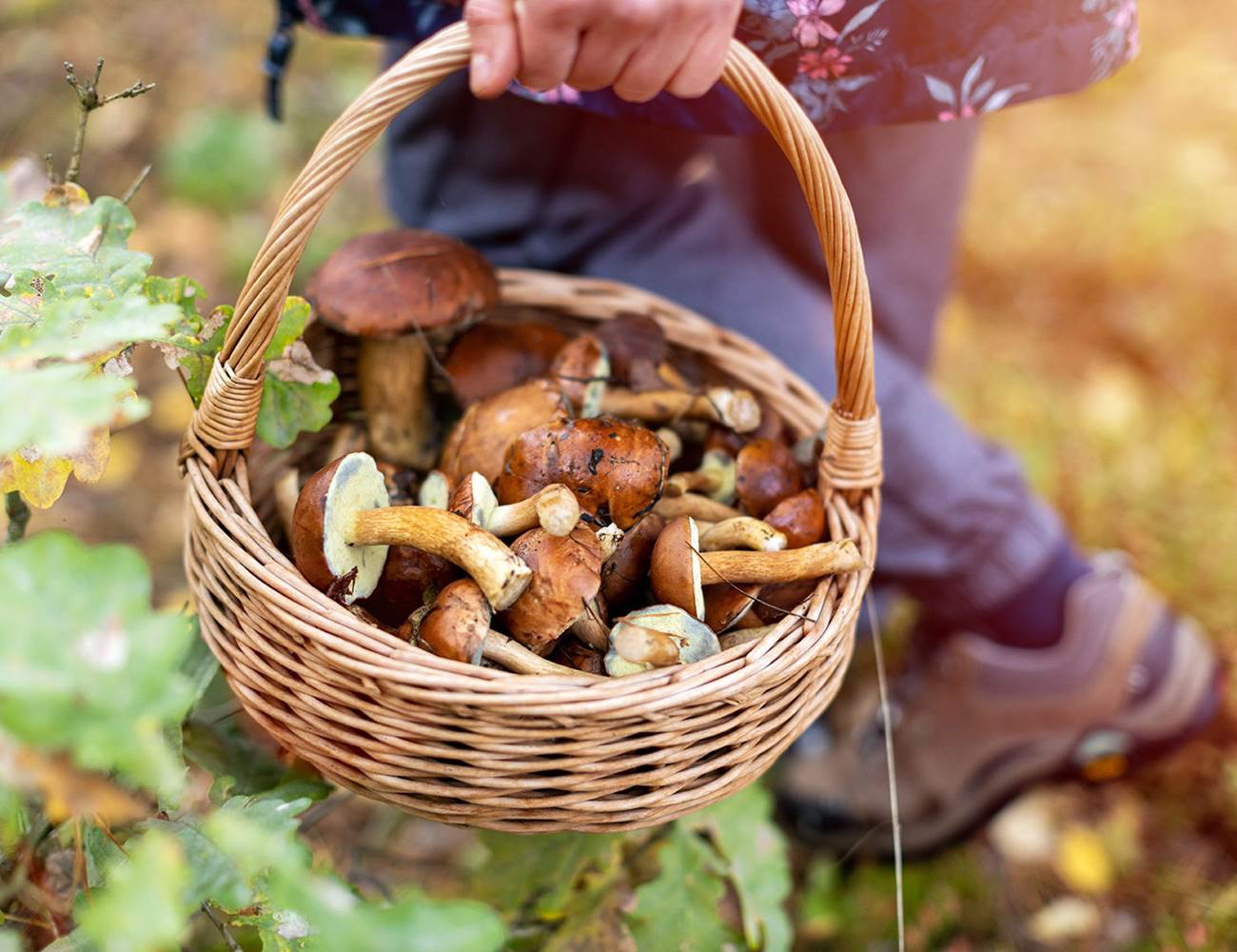 à la recherche des champignons-photo-news